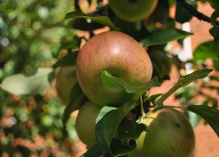 Pokrzepka Спыхово